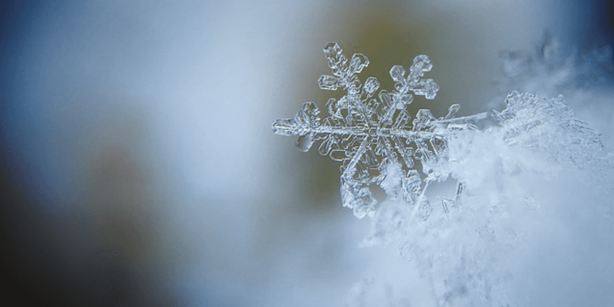 Macro Photography: Tips and Ideas for Beginners
