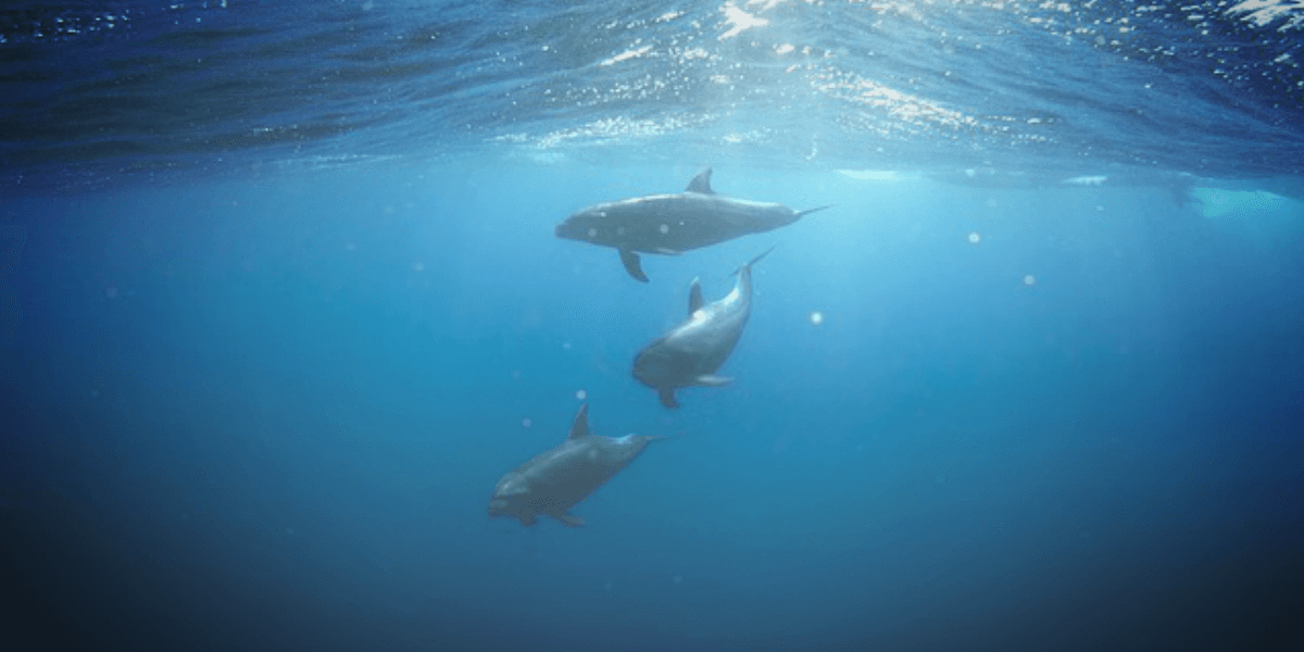 6 Underwater Photography Techniques for Beginners