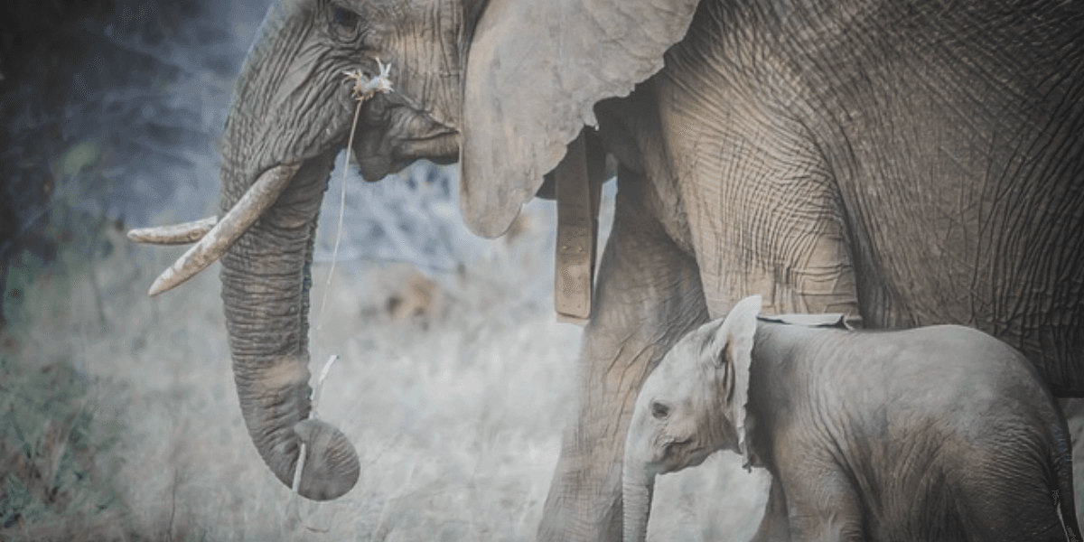 4 Ways to Get a Great Start with Wildlife Photography