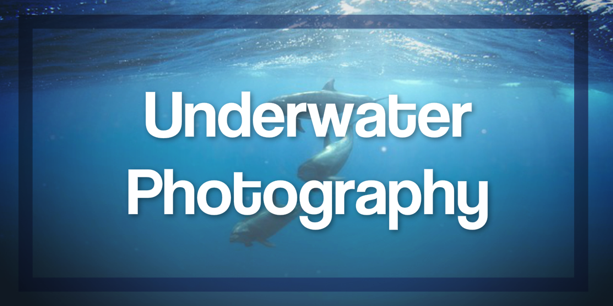 6 Underwater Photography Techniques for Beginners Berify